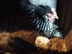 Продать домашних цыплят суточных вывод 25 мая