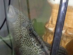 Анциструс (сомик присоска) аквариумная рыбка длина