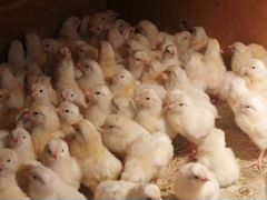 Продам цыплят "Леггорн" вывод 30 июня
