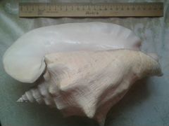 Морская раковина Стромбус-гигас. Карибы