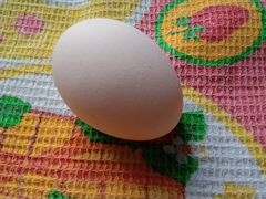 Свободное инкубаторское яйцо