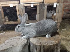Продам кроликов породы шиншила