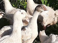 Месячные гусята Wanxi