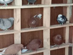 Продаются николаевские голуби разной масти С хорош