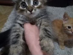 Котята в хорошие руки