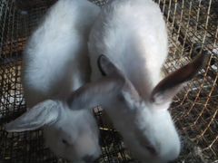 Калифорнийский кролик 2 месяца обоим цена в низу