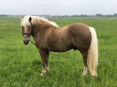 Лошадь Конь