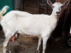 Высокоудойные молочные козы