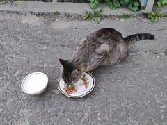 Беременная кошка ищет дом/помощь