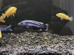 Цихлиды, рыбы в аквариум