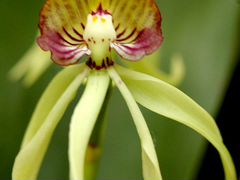 Энциклия орхидея