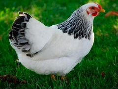 Цыплята адлерская серебристая, индоутята