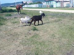 Продаю козу и 4 козлят