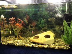 Продам аквариум с различными мирными рыбками на 45