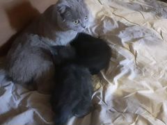 Котята 1.5 месяца