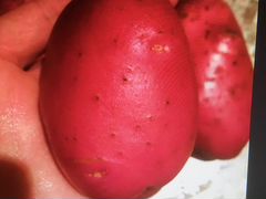 Продам картофель урожай 2019 года