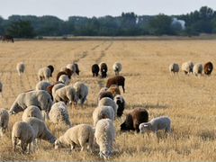 Овцы на Курбан отара