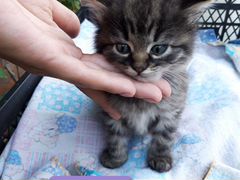 Отдам котят в хорошие руки)