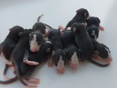 Крысята Хаски под резерв