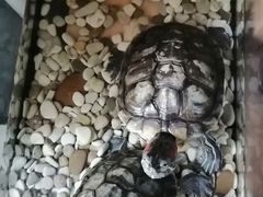 Черепахи водные, красноухие