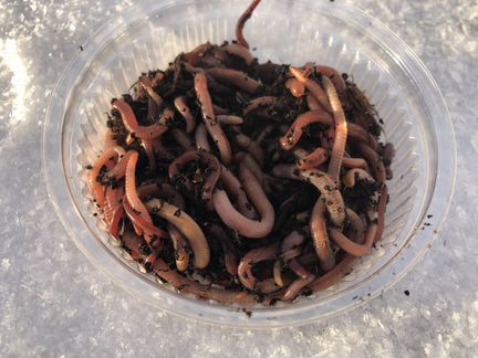 Крупный червь (Дендробена)