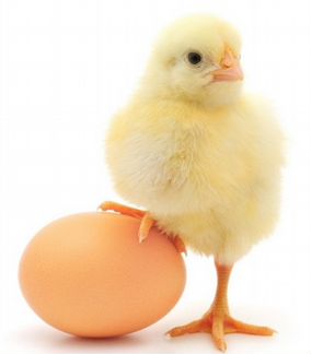 Яйцо инкубационное куриное домашнее