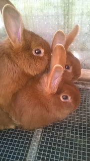 Новозеландские красные кролики