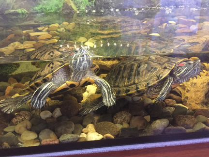 Красноухие черепахи с аквариумом на 100 литров