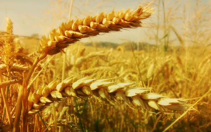 Продам зерно(пшеница)