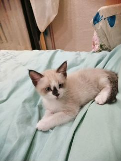 Котик 1,5 месяца