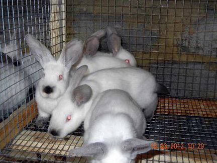Продам 2х месячных кроликов