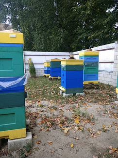 Пасека из 13 пчелосемей + инвентарь