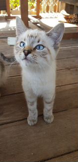 Котята метисы тайской кошки
