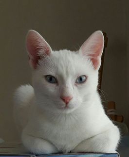 Кошечка-альбинос