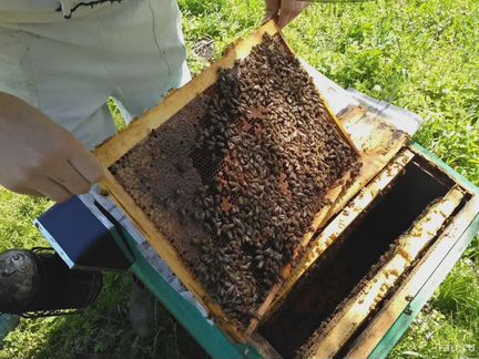 Пчёлы карпатка Миролюбивые