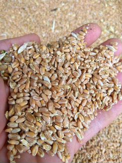 Продам пшеницу нового урожая