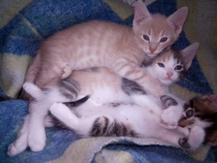 Двух котят(котиков) и одного котёнка - кошечку