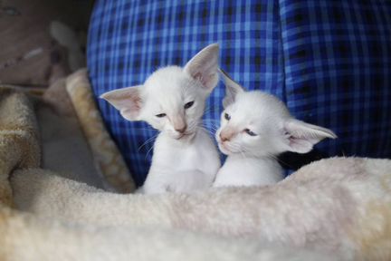 Ориентальные котята выбирают себе мам и пап
