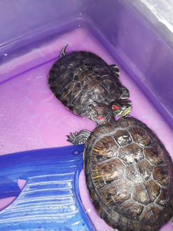 Черепахи водные мальчик и девочка