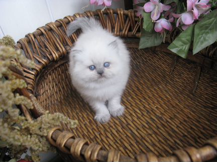 Продается классический персидский котенок