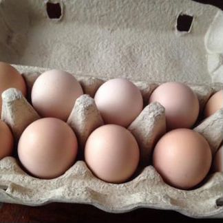 Инк.яйцо фавероль, Цыплята фавероль, бресгальские