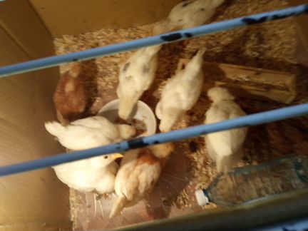 Цыплята от домашних курочек