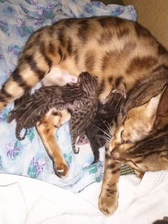 Бронирование бенгальских котят, рождённые 22.02.20
