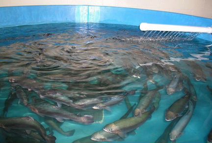 Инструкция по Разведение рыб + выращивания фарель