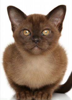 Бурманский котенок