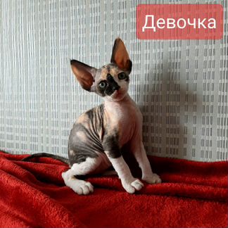 Девон Рекс котята