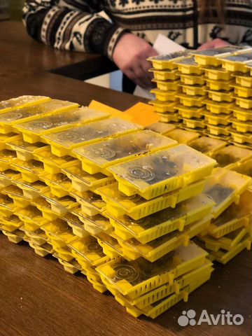 Матка плодная F1 Карника В наличии