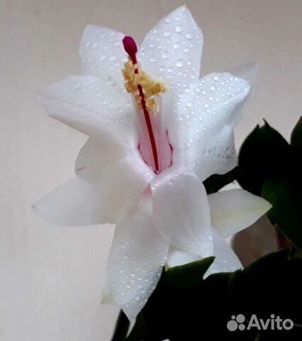 Декабристы