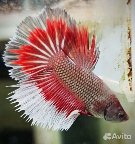 Рыбка петушок betta