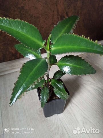 Каланхоэ лечебное